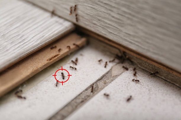 Best Pest Inspection Near Me  in Attica, MI